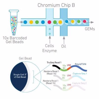 10x genomics单细胞转录组scrna-seq