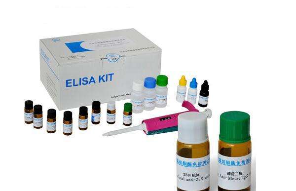 human cyclic adenosine monophosphate,camp elisa kit