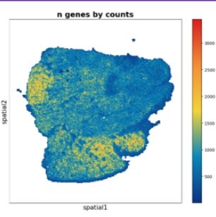 新品上市 | 10μm分辨率，高灵敏空间转录组测序服务火爆上市